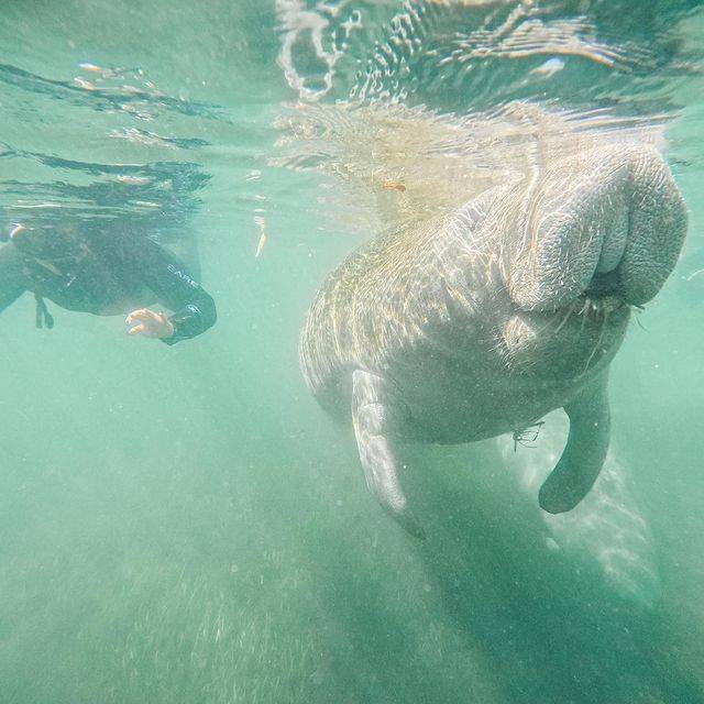 Nadar con manatíes en Florida: Una experiencia inolvidable en contacto con la naturaleza. Crystal River, Florida , 34429 Plantation Adventure Center