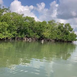 Excursión ecológica en kayak y paddle en los túneles del manglar Marco Island, FL 34145 Marco eco tours